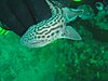 A small, pale shark patterned with dark spots and lines, being held in a diver's gloved hand