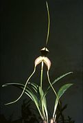 Masdevallia wurdackii