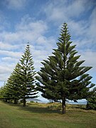 Araucaria de la Isla de Norfolk.