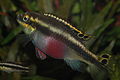 Pelvicachromis pulcher is a West African riverine cichlid, and part of the aquarists dwarf cichlid group.