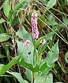 Pink Smartweed (Polygonum bicorne)