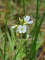 Pinksterbloem Cardamine pratensis