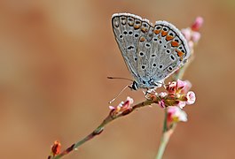 Polyommatus icarus 06.jpg