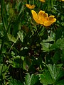 Potentilla flabellifolia