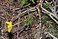 Ranunculus eschscholtzii