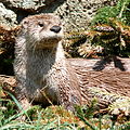 L. canadensis LC - least concern (ei trüüwet)