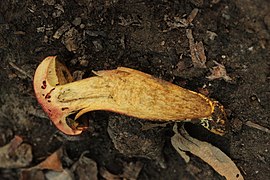 Ruby Bolete - Hortiboletus rubellus - panoramio - Björn S..jpg