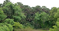 Old growth sabal palm grove, Sabal Palm Sanctuary, Cameron County, Texas (11 April 2016).