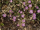 Rožainais pagaurs (Spergularia rubra)