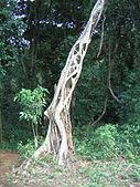 A strangler fig. The supporting tree, now dead can also be seen. Photo from Kannavam forest