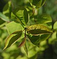 Syringa reticulata