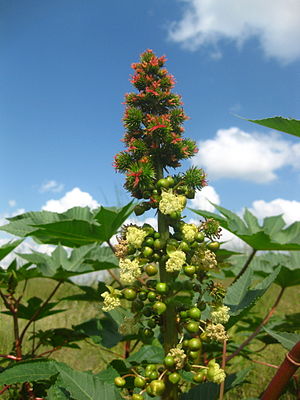 Ritsinus (Ricinus communis)