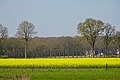 koolzaadveld Noorderveld nabij Valthe