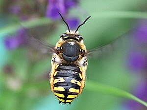 European wool carder bee