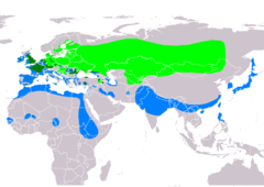 Área de distribución de Aythya ferina En verde, área de cría En azul escuro, área de ocupación permanente En azul, área de invernada