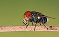 Image 36Numerous species of Calliphoridae or blow fly commonly known as Green bottle fly are found in Bangladesh. The pictured specimen was photographed at Baldha Garden, Dhaka. Photo Credit: Azim Khan Ronnie