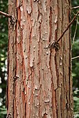 bark