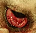 cherry eye