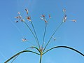 Inflorescence