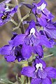 Delphinium menziesii