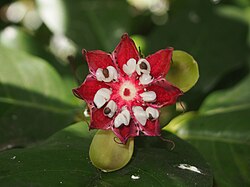 Australiandillenian (Dillenia alata) hedelmä