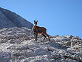 Un rebeco (Rupicapra rupicapra), animal emblemático de los Picos de Europa