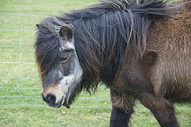 Un poney avec des poils blancs sur la tête, tenue basse