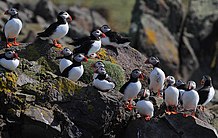 Birds on rocks