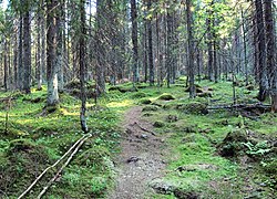 Skogbunn i barskog i Jyväskylä. Foto: Tiia Monto