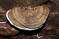 Fomitopsis pinicola