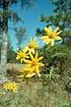 Helianthus schweinitzii