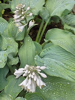 Kuunliljalajike 'Bressingham Blue'