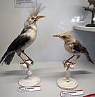 Two brown-and-white birds, one with a shorter head tuft