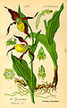 Cypripedium calceolus Ilustración en: Otto Wilhelm Thomé: "Flora von Deutschland, Österreich und der Schweiz" Gera 1885