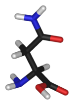 3D structure of Asparagina