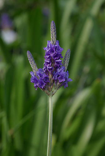 Соцветие лаванды многонадрезной (Lavandula multifida)