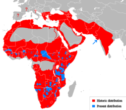 Distribución histórica (en rojo) y actual (en azul) del león africano en África, Asia y Europa.