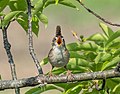 Image 17Marsh wren singing at Hammonasset Beach State Park