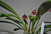 Masdevallia cosmia