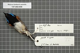 Naturalis Biodiversity Center - RMNH.AVES.54391 2 - Malurus lamberti assimilis North, 1901 - Maluridae - bird skin specimen.jpeg