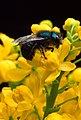 Abelo (Osmia ribifloris)