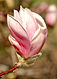 Magnolia Blossom