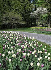 Allée de tulipes au printemps