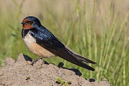 Šelmeninė kregždė (Hirundo rustica)