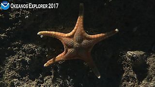 Une Rosaster sp. observée dans les abysses des îles Samoa par l'expédition scientifique Okeanos Explorer en 2017.