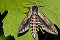 Ligustersvermer: En sommerfugl i familien sphingidae, en slank sommerfugl med relativt store, smale vinger. Vingespenn: 100 – 120 mm. Flyperiode: Juni