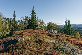 Svartdalstjerna Lakes Primeval Forest Nature Reserve of the Totenaasen Hills in Norway 11.jpg