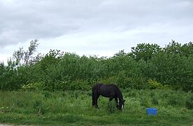 Traveller's horse beside National Cycle Route 1 - geograph.org.uk - 4492897.jpg