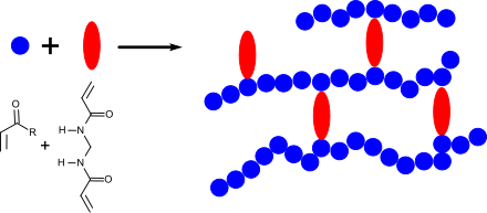 Vernetzung von Polymerketten mit N,N′-Methylenbisacrylamid
