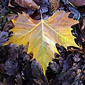 Platan javorolistý; odpadnutý list (jeseň)